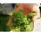 carrot beetroot juicer machine