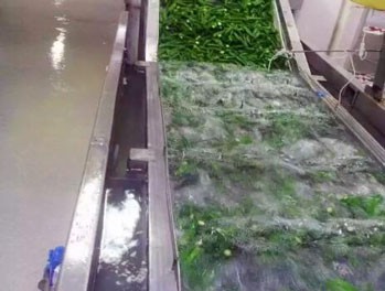 Bubble Commercial Vegetable and Fruit Washing Machine