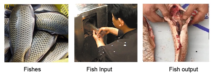fish scaler remover